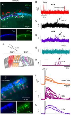 ATP and ACh Evoked Calcium Transients in the Neonatal Mouse Cochlear and Vestibular Sensory Epithelia